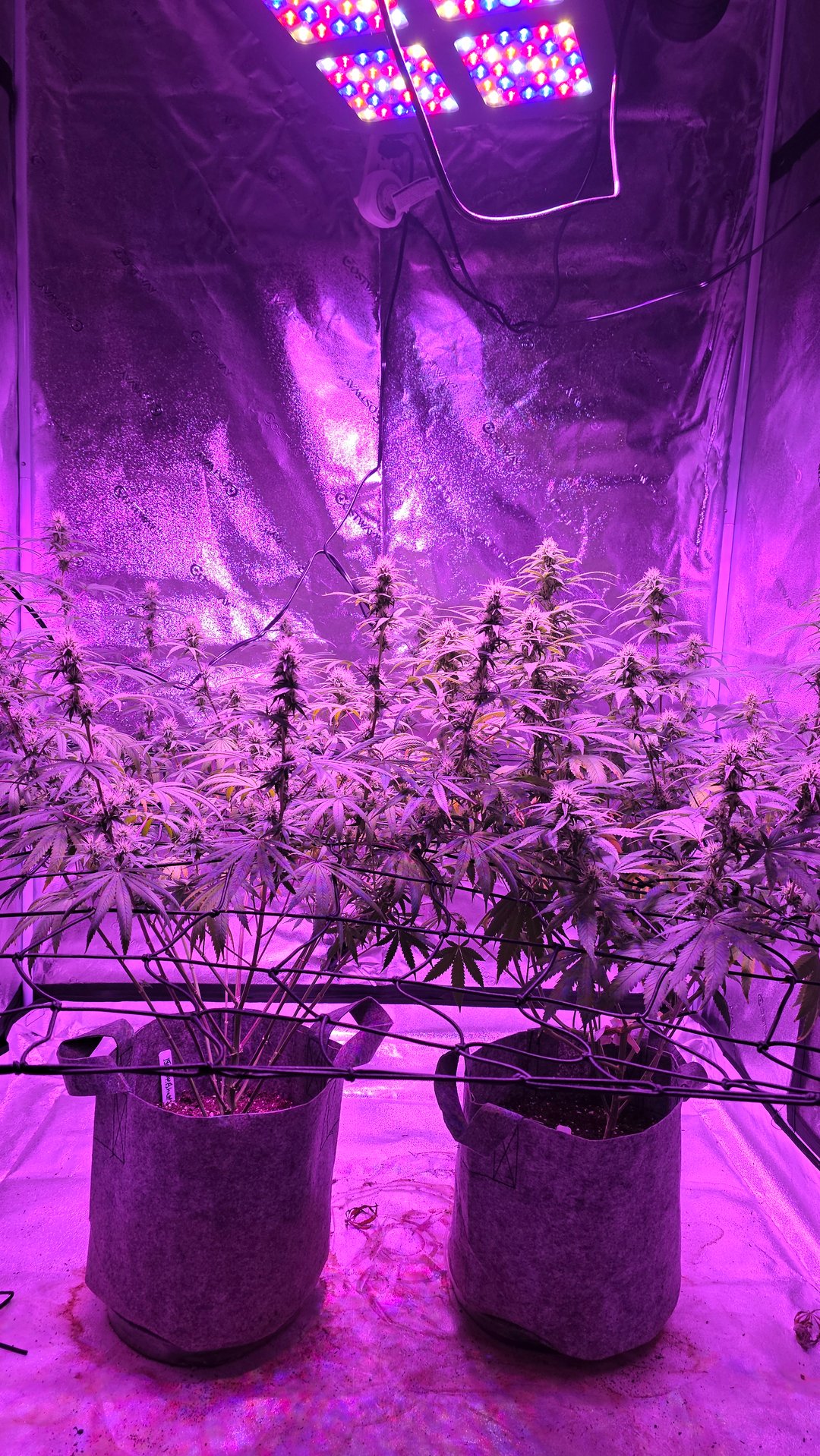 strawberry ghost and death breath