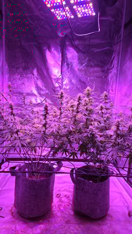 strawberry ghost and death breath — flower, day 1