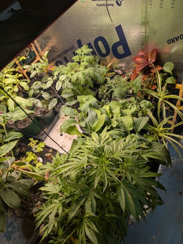 See what grows — vegetative, day 245