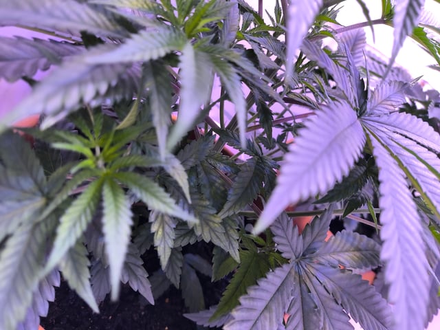 unknown strain 1st grow — vegetative, day 29