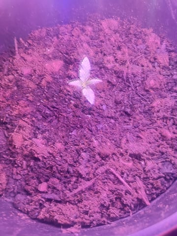 aurora auto — seedling_rooting, day 4