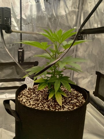 Photo Time📸🕞 — vegetative, day 41