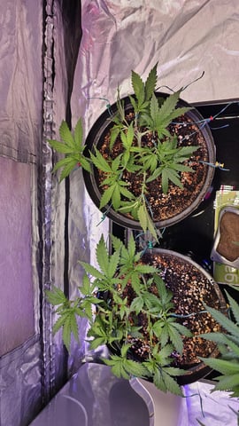 Amnesia Haze Run — vegetative, day 27