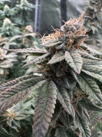 Starting Flower mom Clones  — flower, day 63