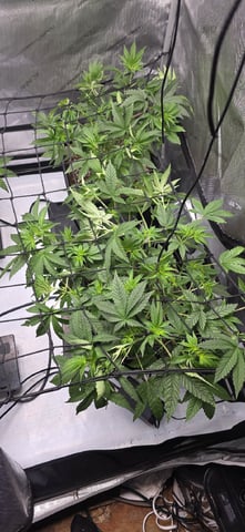 Lime Rian. — vegetative, day 41