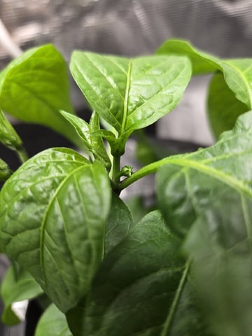JALAPEÑO 🌶 — flower, day 68