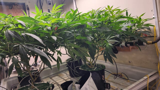 DNA Genetics Kosher Cookies rockwool run round 2 — flower, day 49