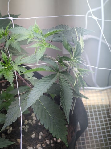 Audrey III — vegetative, day 69