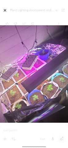 Crones😵‍💫 — grow_setup, day 1