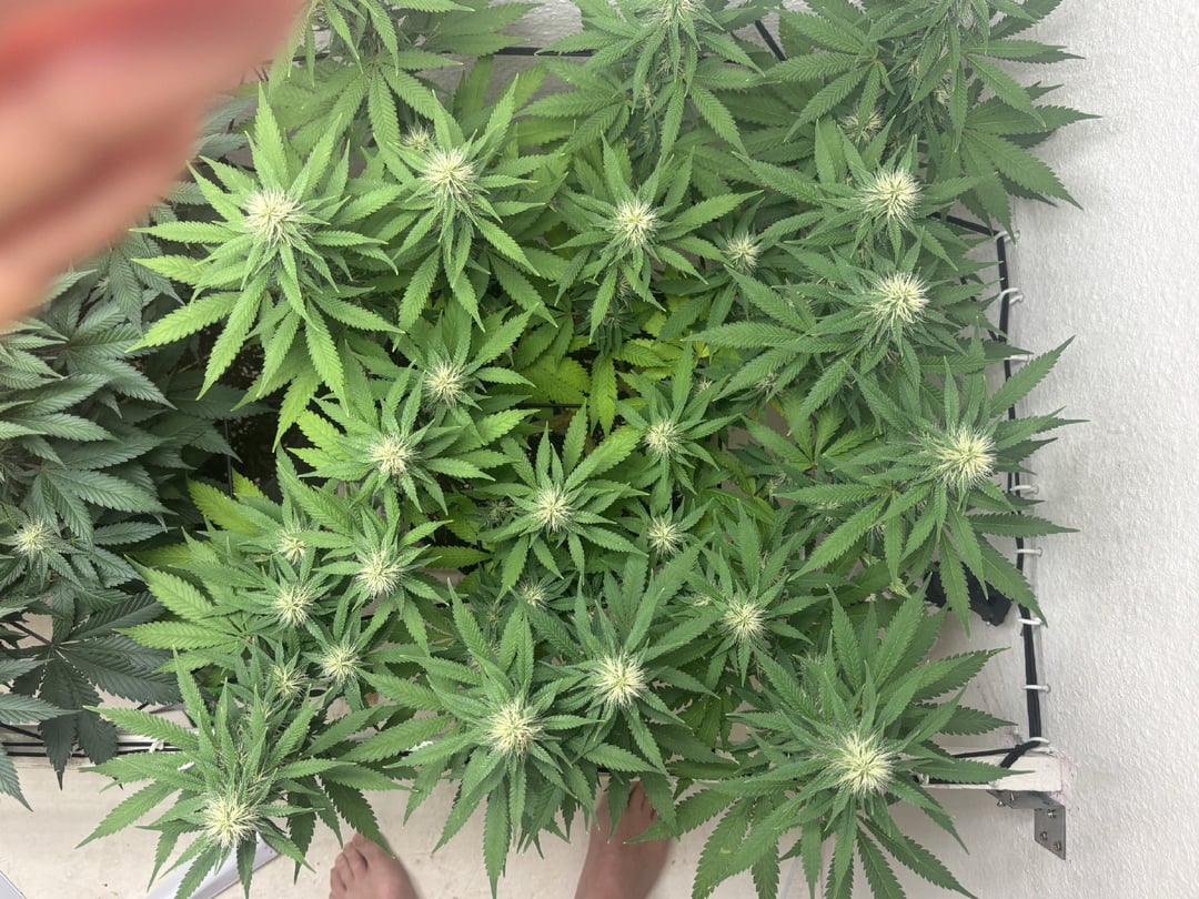 My First One !