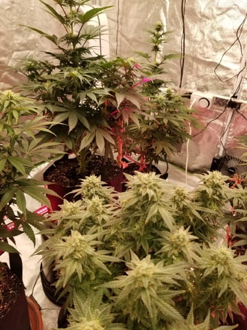 First Indoor Grow — flower, day 1