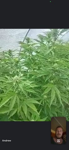 outdoor grow  — flower, day 20