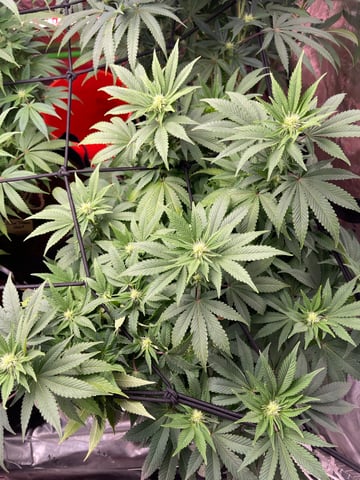 Phx_Freedom — flower, day 66