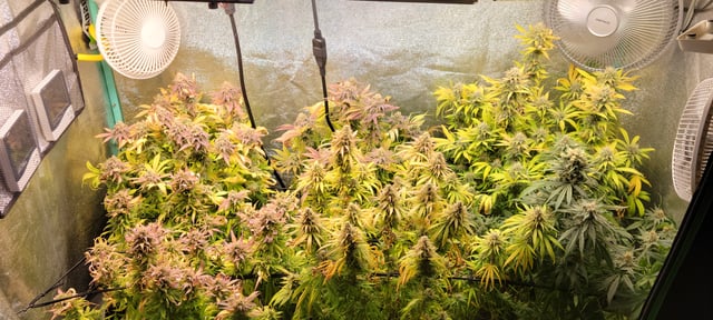 $chooners Grow — flower, day 40