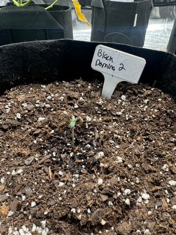 SSH and BD — seedling_rooting, day 3