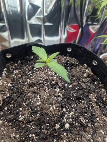 Zkittlez (Auto) — seedling_rooting, day 12