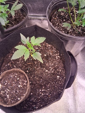 My Girls — vegetative, day 4