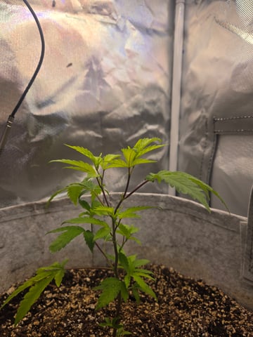 Looking for advice! — vegetative, day 13