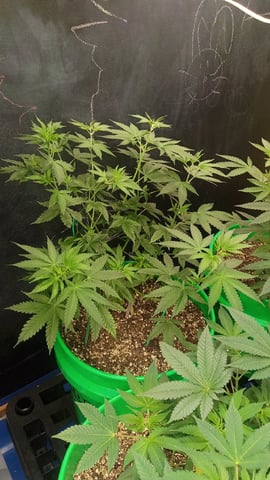 Third Grow