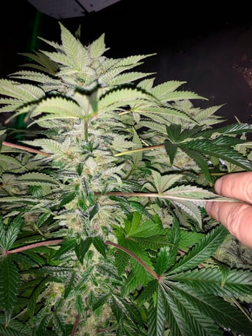 My First Home Grow  — flower, day 109