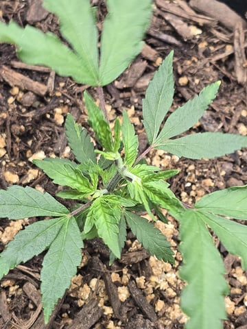 new start — vegetative, day 41