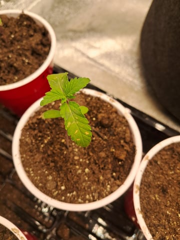 re-start new germination — seedling_rooting, day 16
