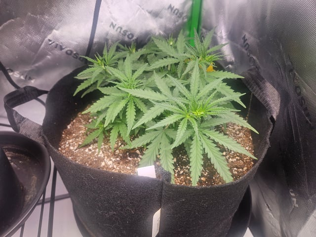 Black Widow  — vegetative, day 16