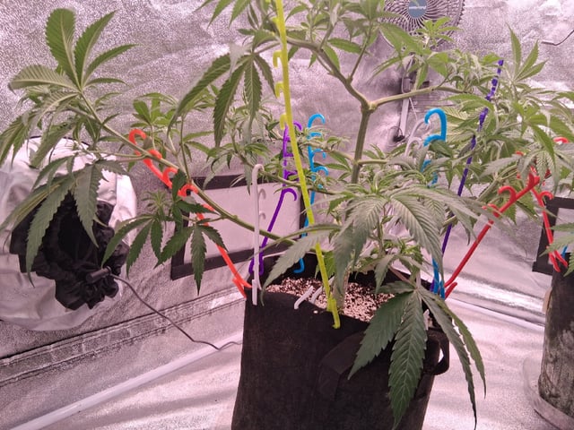 TEAM FULL AUTOS — flower, day 113