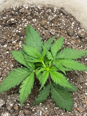 Blue Dream Photos — vegetative, day 11