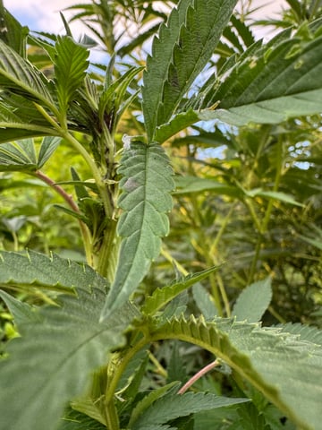 First grow — flower, day 23