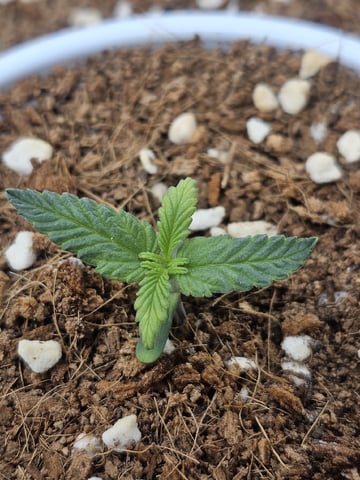 Bruce Banner — seedling_rooting, day 102