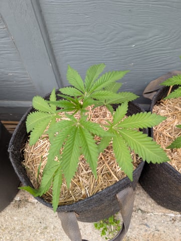 outdoor — seedling_rooting, day 43