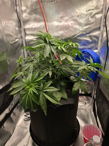 Northern lights #10 2nd plant (Selkies) — vegetative, day 34