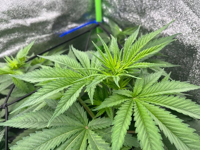 My First Four — flower, day 57