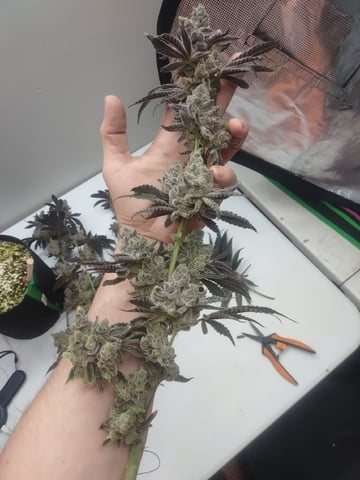 Mainely Genetics Micro Pheno Hunt — harvest, day 106
