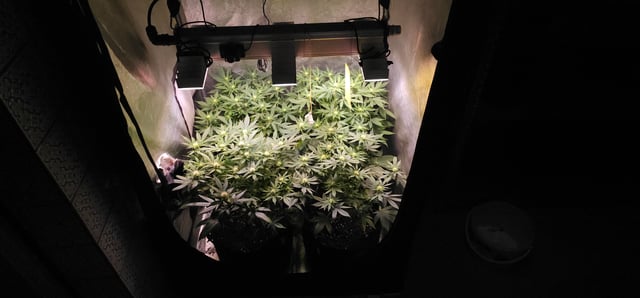 Cookies Usa — flower, day 72