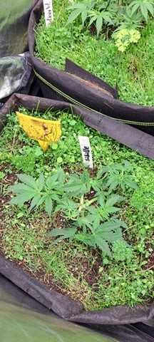 First Grow with the new setup  — vegetative, day 28