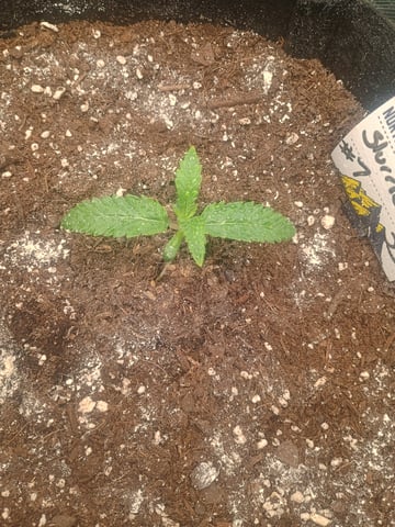 lil Slurry, first grow — seedling_rooting, day 7