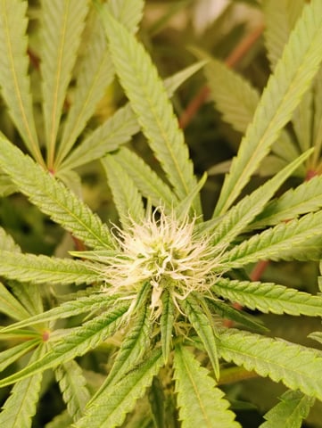 garage set up — flower, day 91