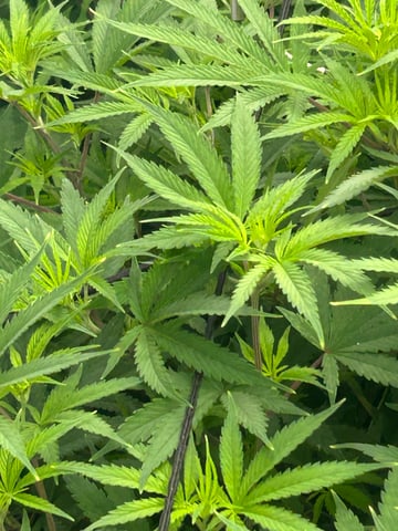 zunami s1 grounded genetics  — flower, day 43