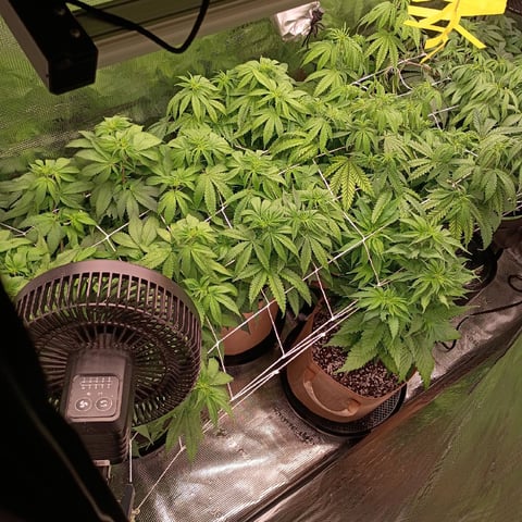 TentPlantLightFan — flower, day 77