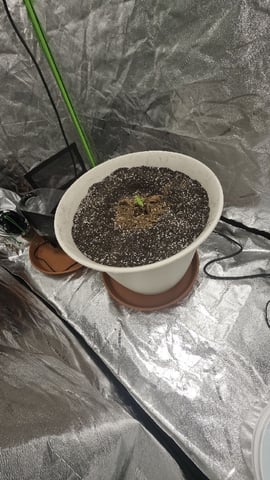 First Grow