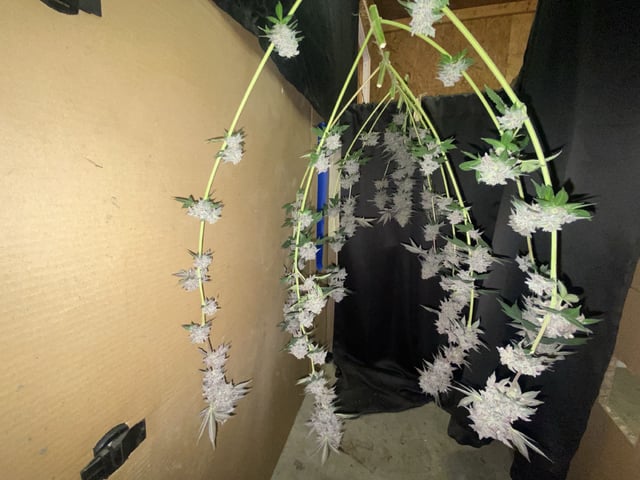 Gelat.Og — flower, day 73