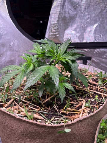 1.75 — flower, day 35