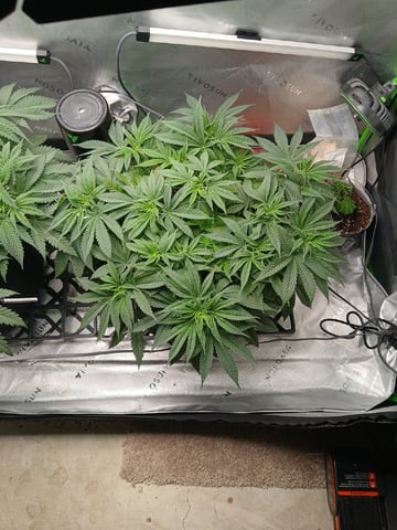 fruity pebbles, cap junky — vegetative, day 54