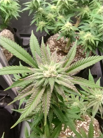 Second Grow — flower, day 22