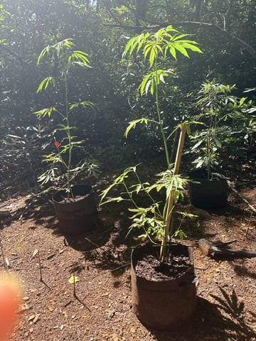 mixing it up — vegetative, day 68