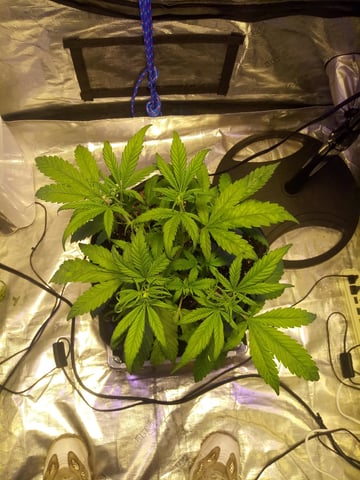 Gorilla Cookies Auto — vegetative, day 38