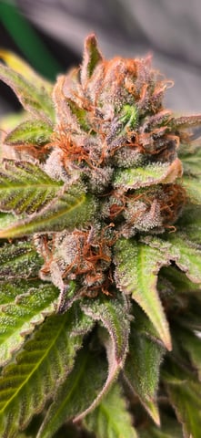 Attack Of The Clones — flower, day 86