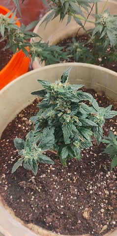 smoke 2 — flower, day 1